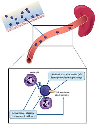 Protection Against Invasive Infections in Children Caused by Encapsulated Bacteria